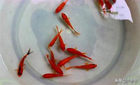 好養的小魚|新手養魚首選魚類有哪些？－風生水起「燈」好運。